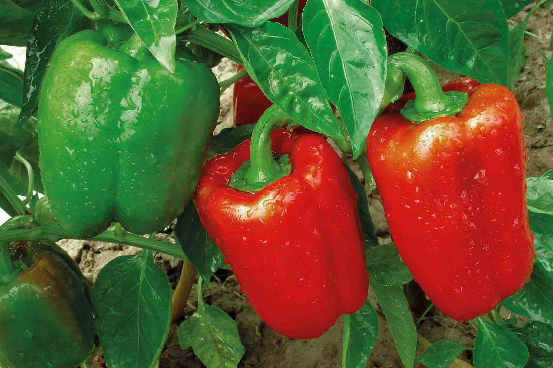 Preporuke đubrenja paprike Elixir Group